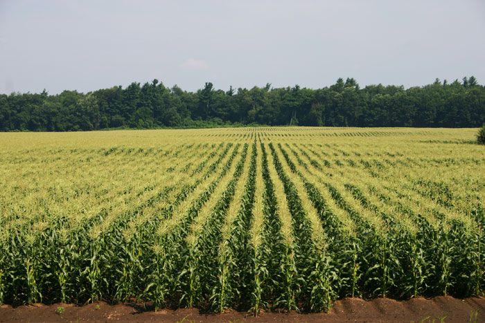 corn-field.jpg
