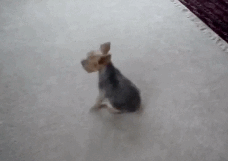 funny-butt-scoot-dog-gif-10.gif