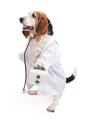 basset-hound-dog-dressed-as-a-veterinarian-susan-schmitz.jpg