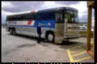 greyhound.webp