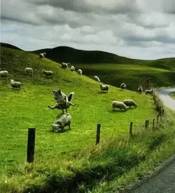 Green_Grass.webp