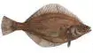 images.webp