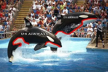 shamu_1aa.webp