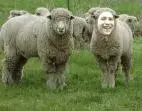 sheeple.webp