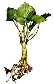 wasabi.webp