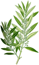olive_leaf.gif