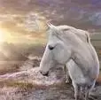 horse.webp
