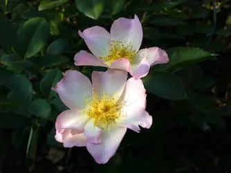 P1000140__2_.webp
