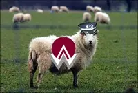 AWA_sheep.webp