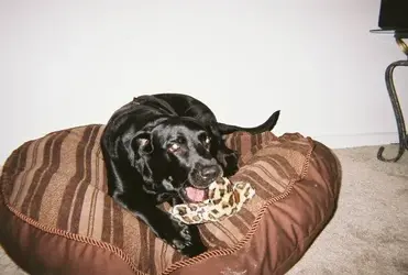 41D3A7BC-A255-421D-8250-5F000BBEAE0A.webp 41D3A7BC-A255-421D-8250-5F000BBEAE0A.webp