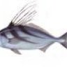 roosterfish