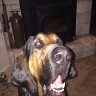 Bloodhound