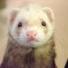 mrtheferrett