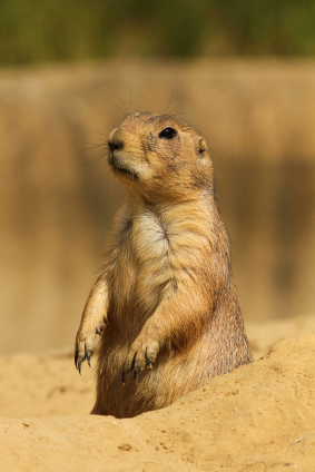 Prairie-Dog-1.jpg