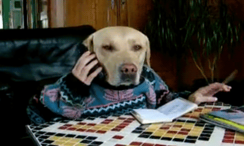 the_best_dog_gifs_on_the_internet_15.gif
