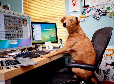 Dog+On+The+Internet.jpg