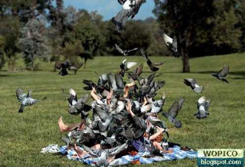 wm-Bird%20Disaster.jpg