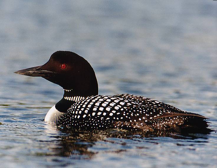 loon4.jpg