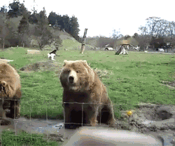 tumblr_n3mhkcVZWO1tvs3v3o1_250.gif