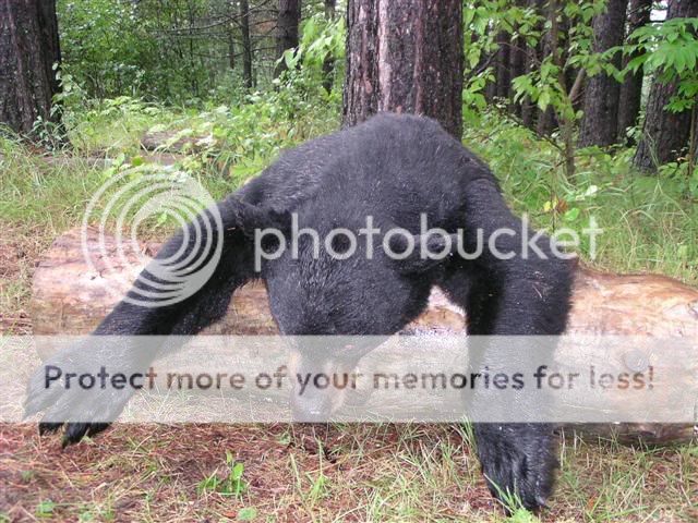 Bear1Small.jpg