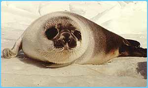 _40010805_seal_300.jpg