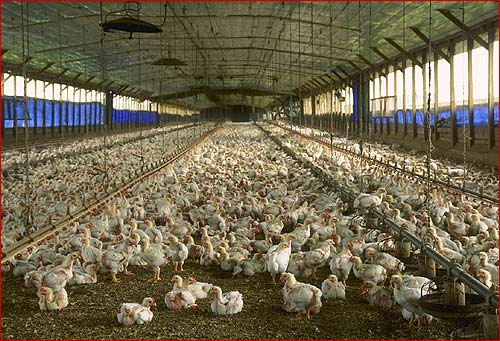 chicken-farm.jpg