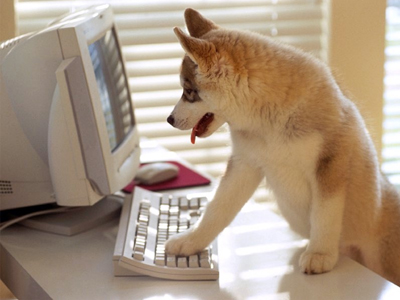 ly1-dog-web.jpg