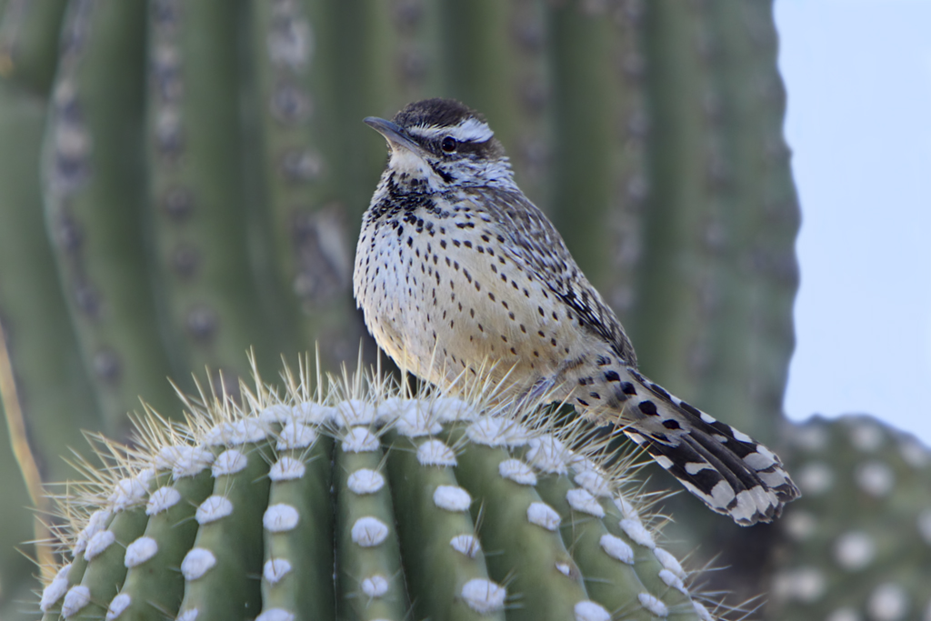 Cactus_Wren_on_a_saguaro_cactus.jpg