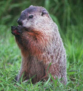 groundhog.jpg