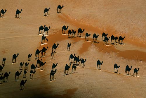 national_geographic_camel_shadows.jpg