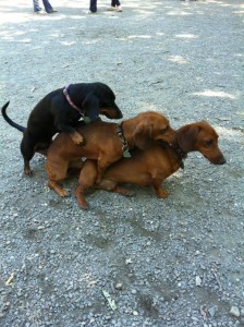 mounting-fun-224x300.jpg