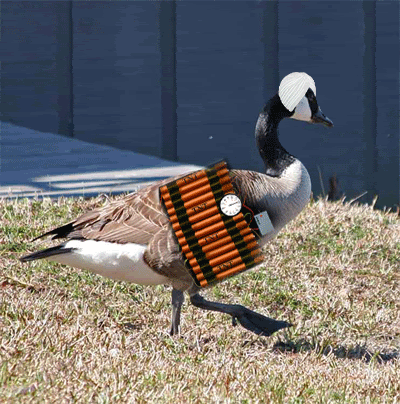 terrorduck.gif