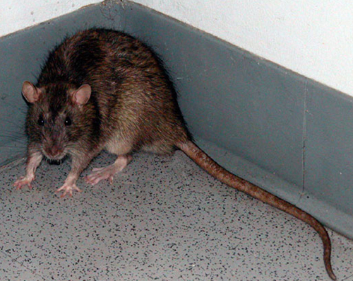 Norway_Rat_Picture.jpg