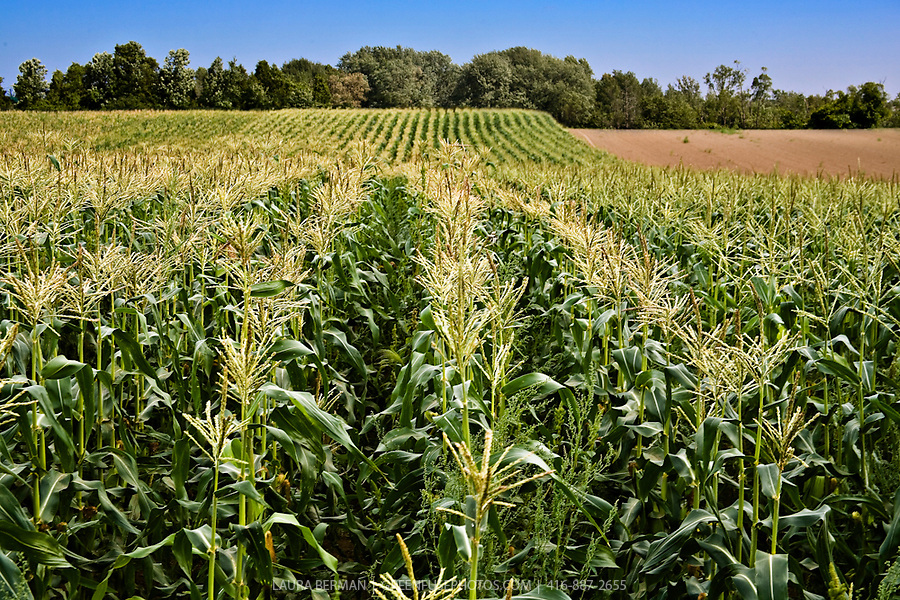 Corn-field-LB0609-0922.jpg