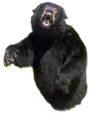 2-_600_lb._Black_bear.jpg