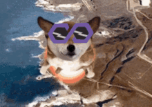 polydoge-pdoge.gif