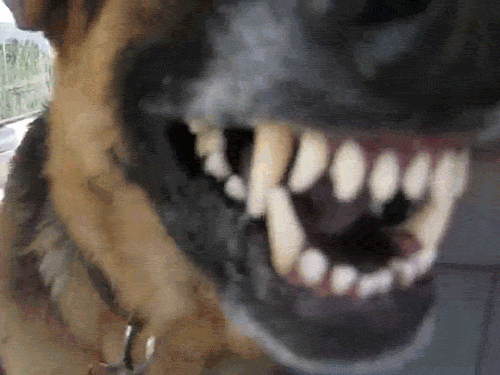 tumblr_oaqn36Jb531ufzk7po1_500.gif
