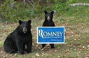 political-bears-duane-cross.jpg