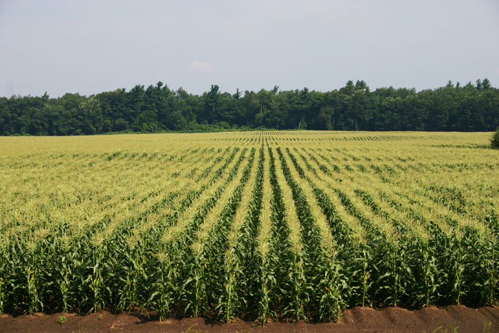 corn-field.jpg