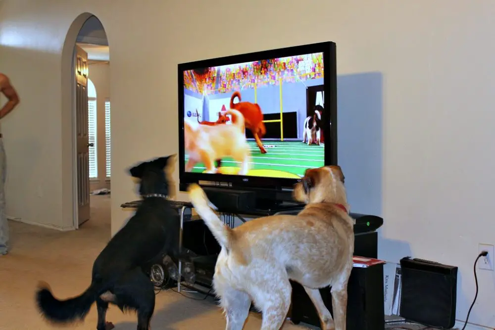 dogs-love-puppy-bowl-tv.jpg